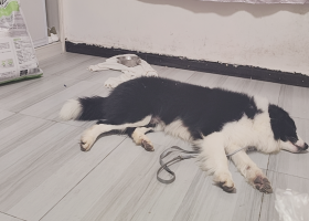 边牧