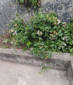 金银花