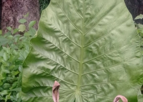 花蕾
