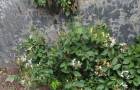 金银花
