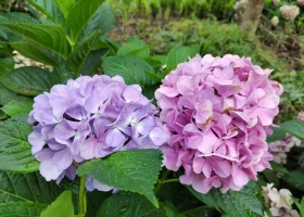 绣球花