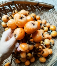 枇杷