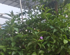 小花花