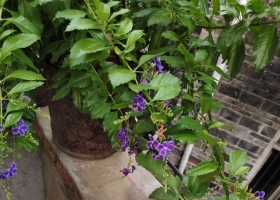 这是什么花