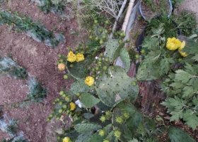 仙人掌开花哒