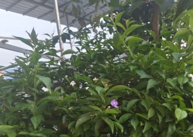 小花花