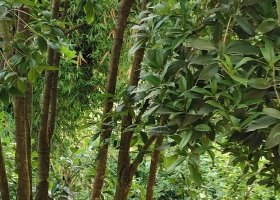老家的风景