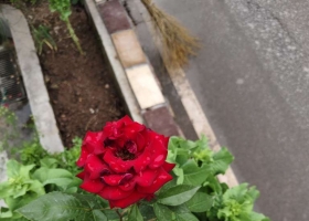 玫瑰花