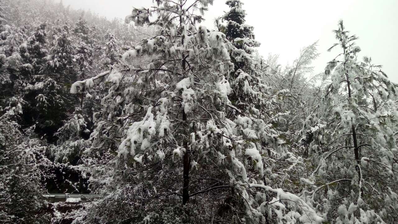 关坪雪景：雷火电竞首页(图3)