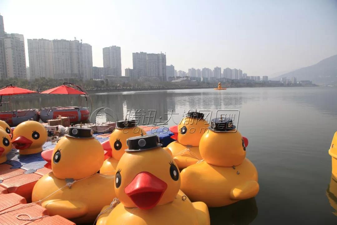 汉丰湖一群大黄鸭都玩疯了！