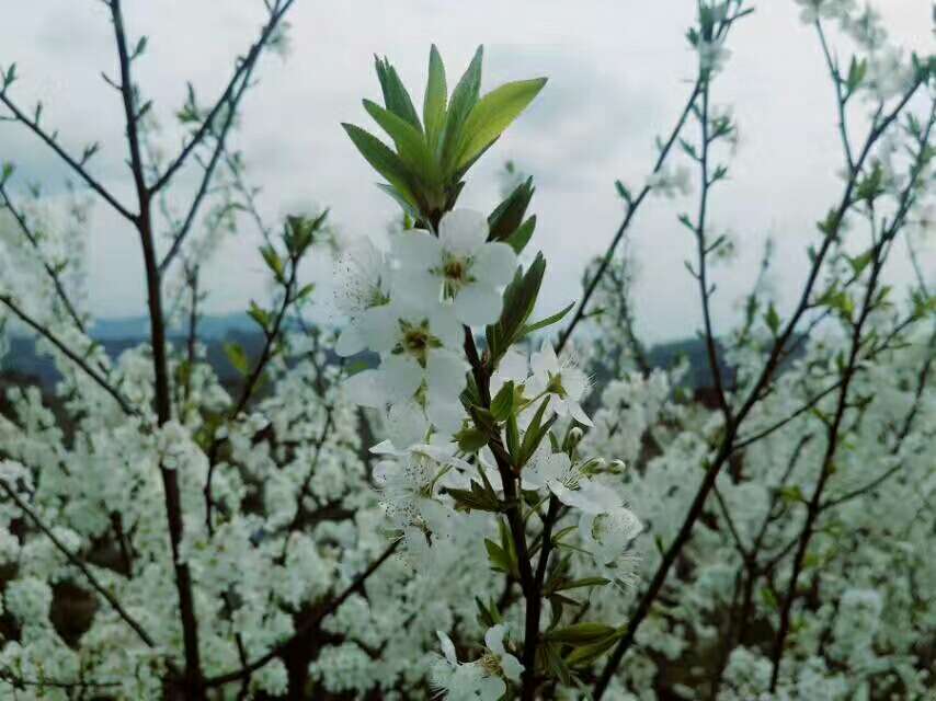 泛亚电竞官方入口：陌上花开，可缓缓归矣(图1)