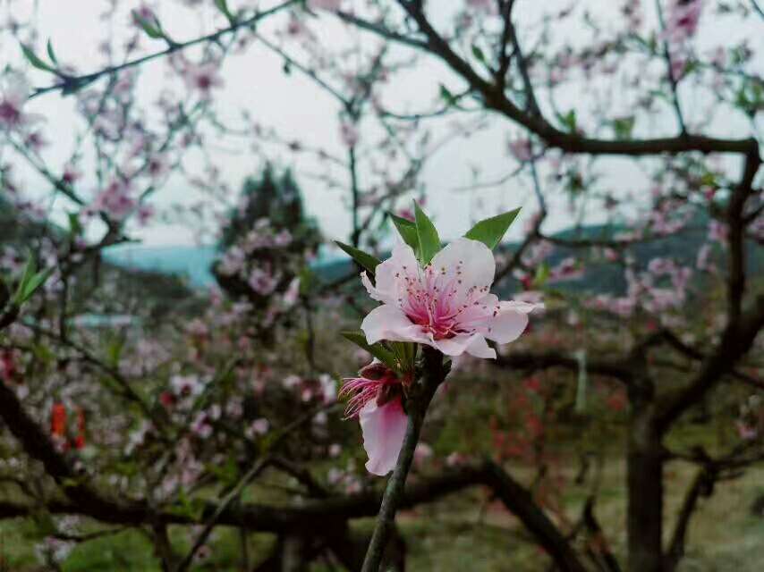 泛亚电竞官方入口：陌上花开，可缓缓归矣(图2)