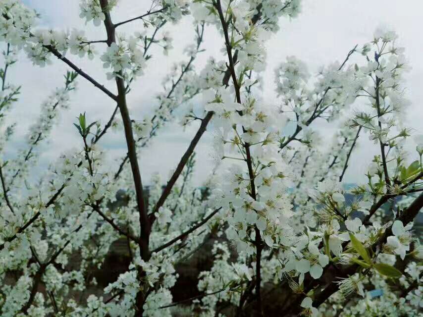 陌上花开，可缓缓归矣_九游会ag真人官网(图3)