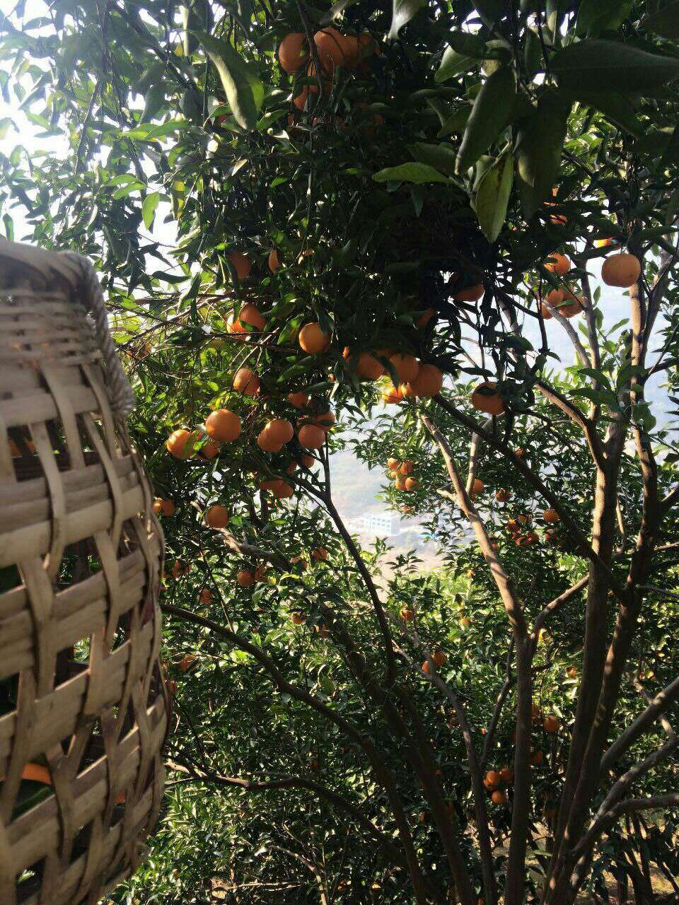 园林场的柑橘熟了“mile米乐m6”