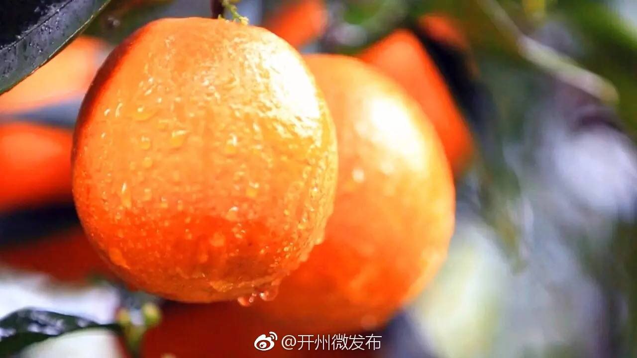开州春橙|best365官网登录入口