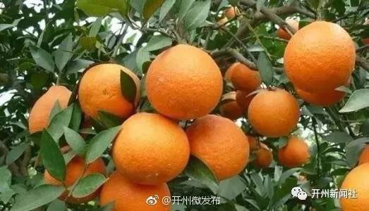 开州春橙【bat365在线平台】(图4)
