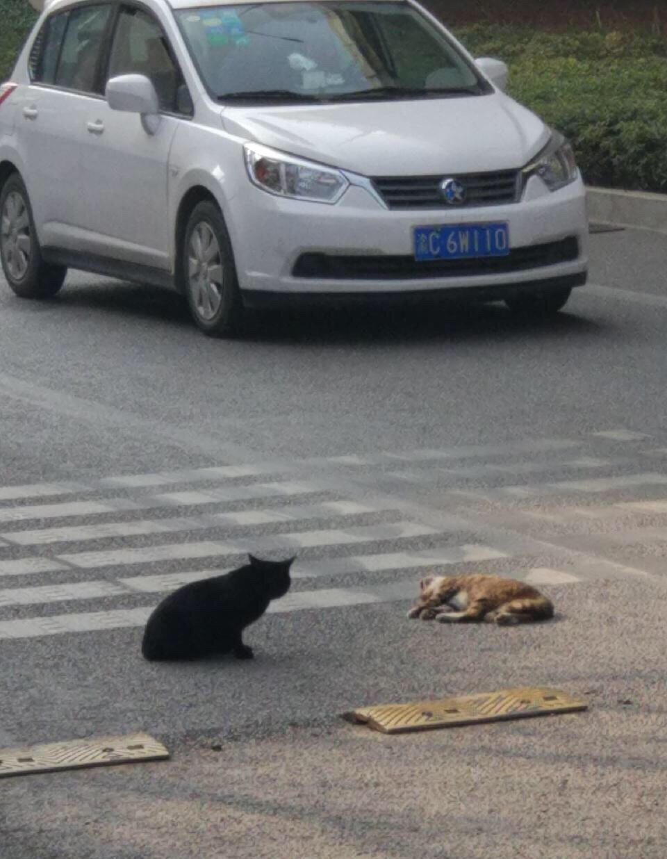 橘猫被过往车辆碾压致死，另一只黑猫蹲守陪伴