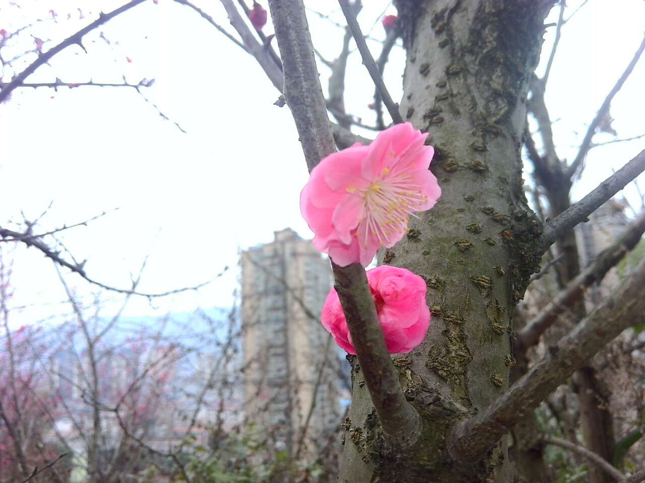 雷火电竞在线登录官网|冬过仍寒，南山花开(图4)