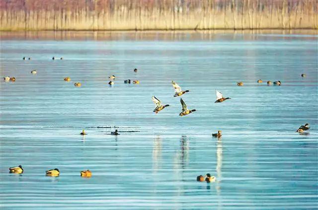画面太美！上万候鸟来开州汉丰湖过冬，还有海鸥“云开·全站APPkaiyun”(图7)