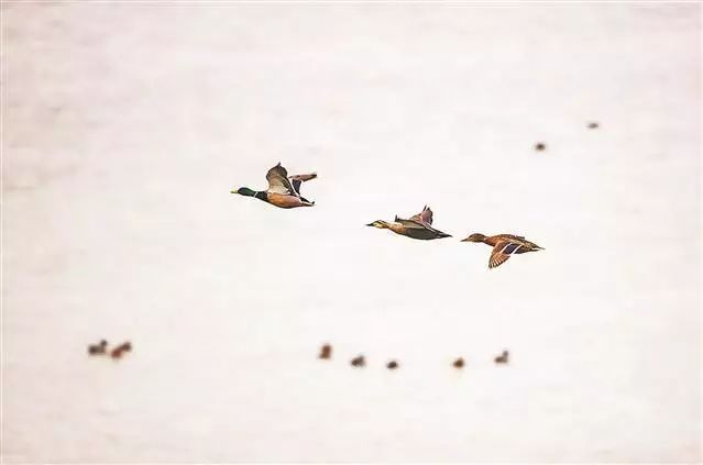 画面太美！上万候鸟来开州汉丰湖过冬，还有海鸥“云开·全站APPkaiyun”(图9)
