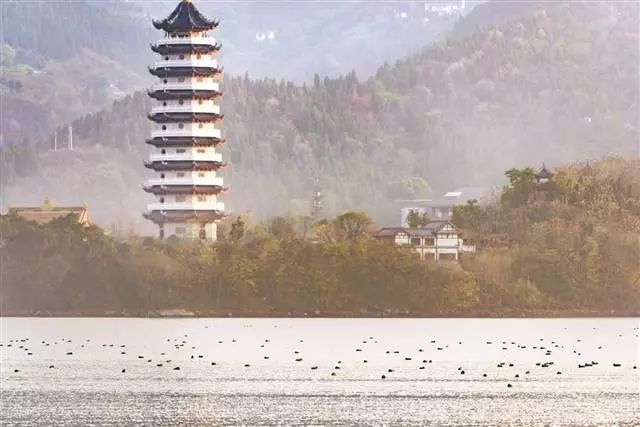 画面太美！上万候鸟来开州汉丰湖过冬，还有海鸥“云开·全站APPkaiyun”(图1)