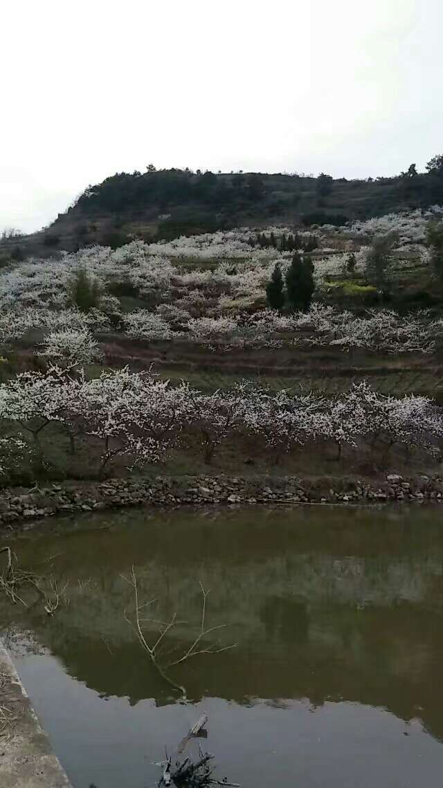 花山果海：半岛官网App下载(图4)