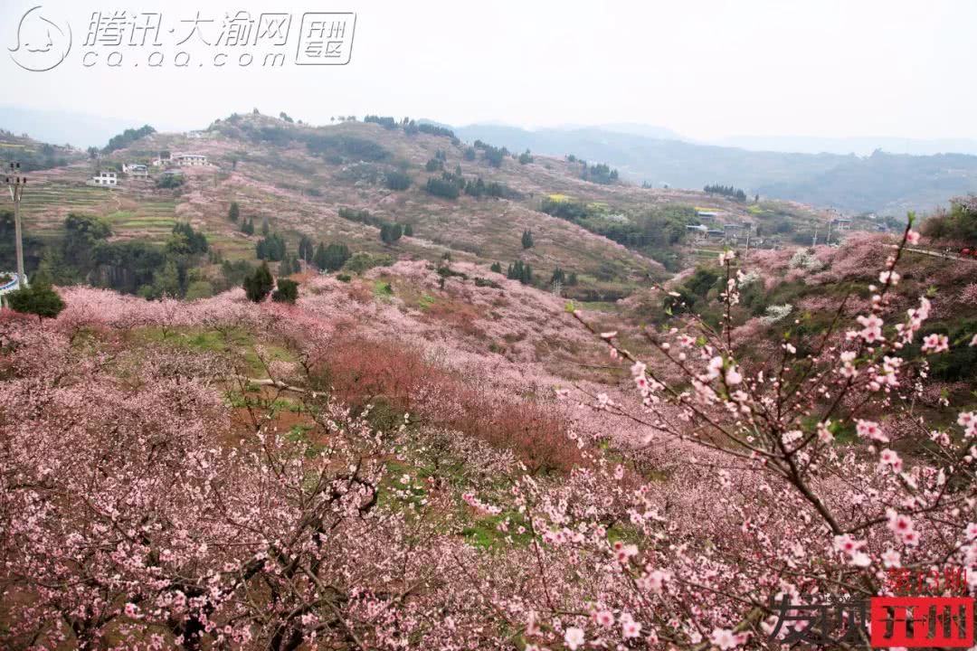 Kaiyun官方网_三月看桃花，发现毛成桃花山已被修成仙境！(图10)
