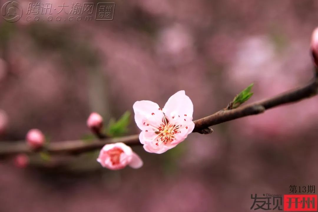 Kaiyun官方网_三月看桃花，发现毛成桃花山已被修成仙境！(图17)