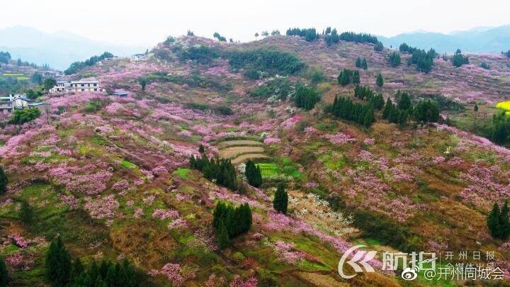 半岛官方下载地址_航拍下的开州万亩桃林！简直不能用言语...(图4)