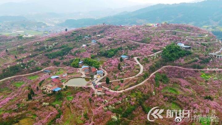 航拍下的开州万亩桃林！简直不能用言语...|雷火电竞在线登录官网(图5)