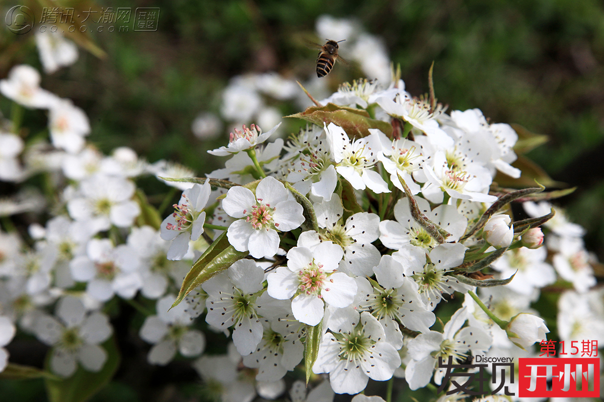 蜜蜂与花.jpg