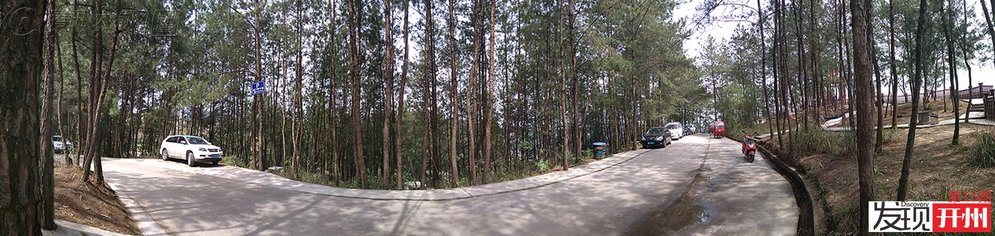 松树林全景模式.jpg