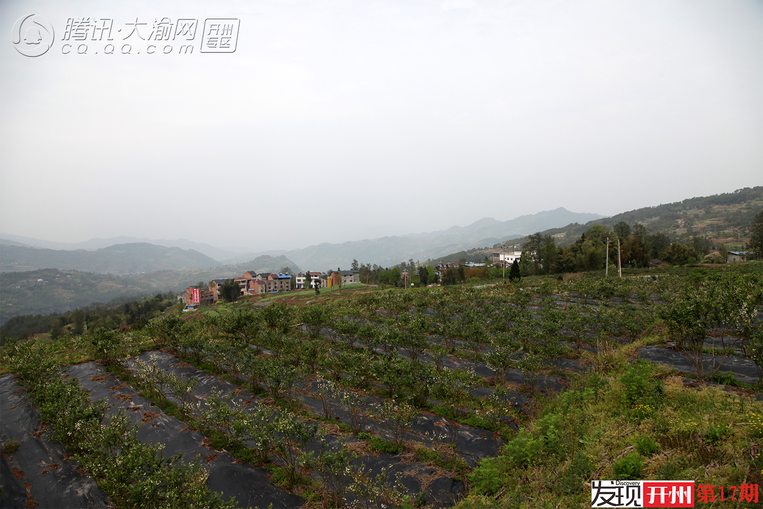 ‘泛亚电竞官网’春日白桥风光：看蓝莓花果同树，登武城山寻猫儿寨古迹(图10)