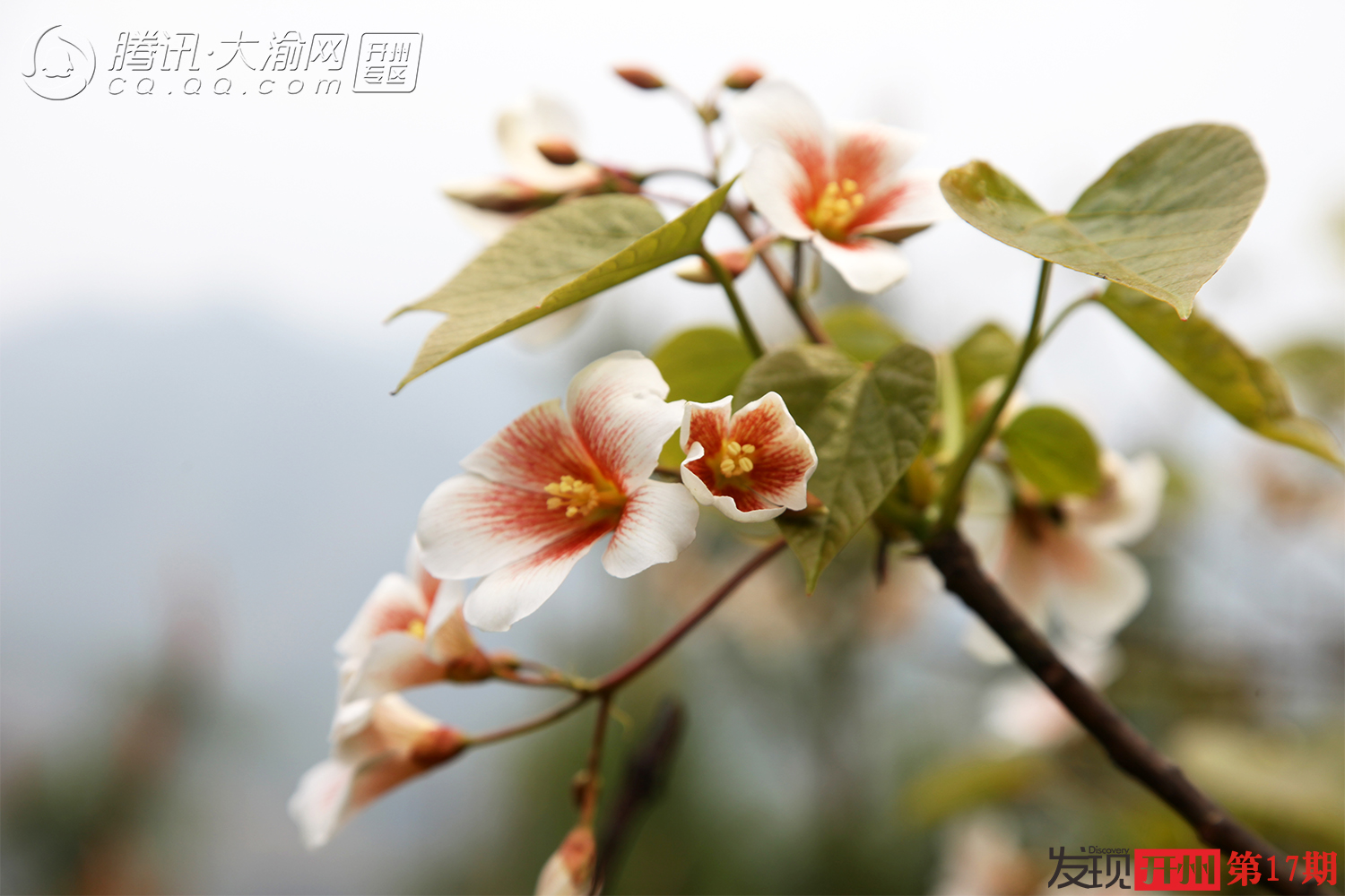 春日白桥风光：看蓝莓花果同树，登武城山寻猫儿寨古迹|im电竞(图26)