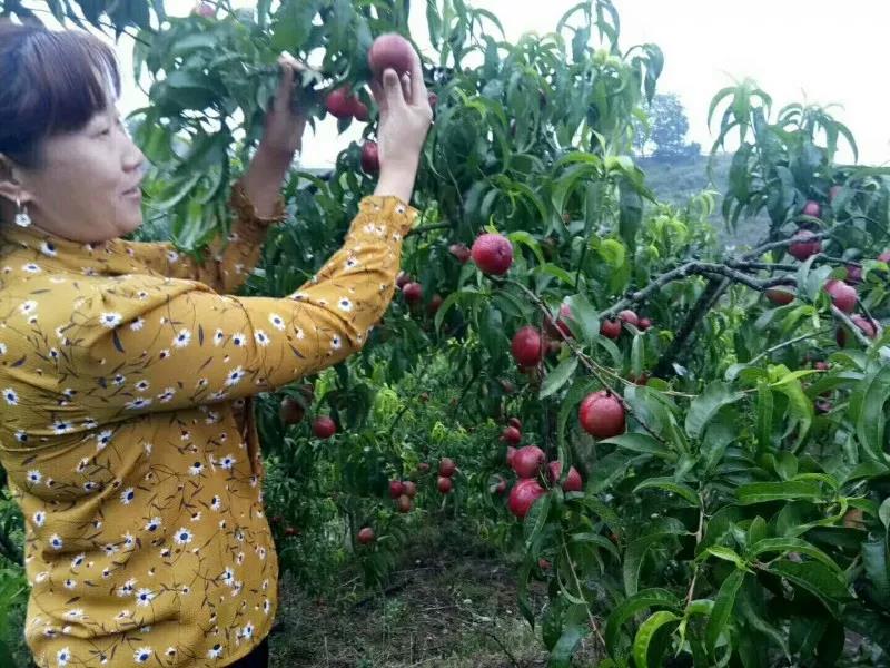 开州第一波油桃甜蜜上市了！惹人“桃”醉 惹人爱-半岛官网App下载(图16)