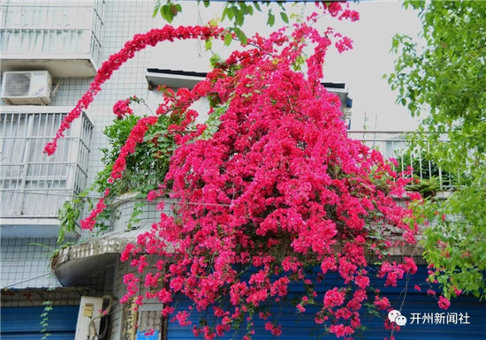 美翻了！“县花”三角梅，正在开州各个街角怒放：雷火电竞官方网站(图10)