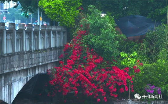 美翻了！“县花”三角梅，正在开州各个街角怒放_ag九游会官网登录(图11)