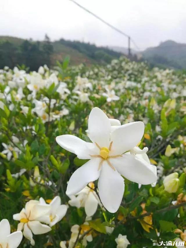 开州新景点：金峰大兴村漫山遍野的桅子花！‘im电竞’(图6)