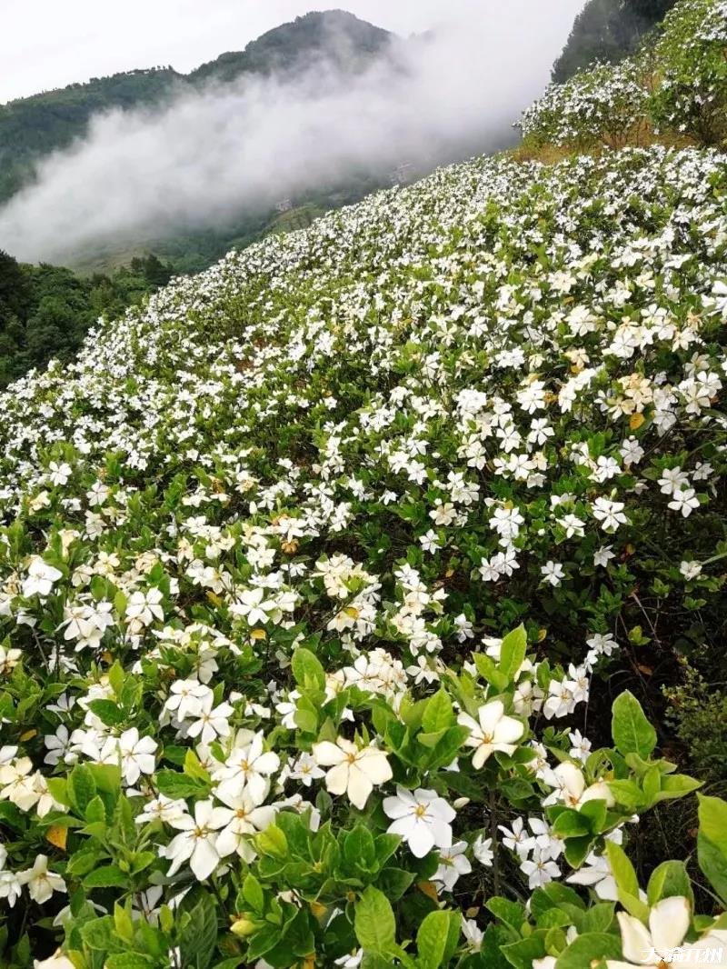 开州新景点：金峰大兴村漫山遍野的桅子花！‘im电竞’(图10)