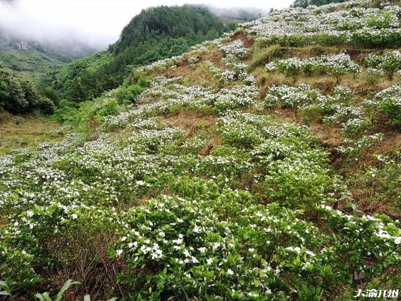 雷火电竞官方网站：开州新景点：金峰大兴村漫山遍野的桅子花！(图12)