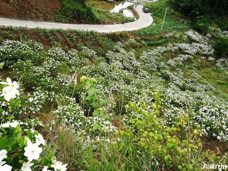 雷火电竞官方网站：开州新景点：金峰大兴村漫山遍野的桅子花！(图16)