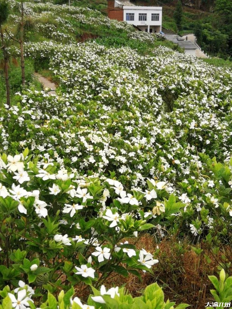 雷火电竞官方网站：开州新景点：金峰大兴村漫山遍野的桅子花！(图17)