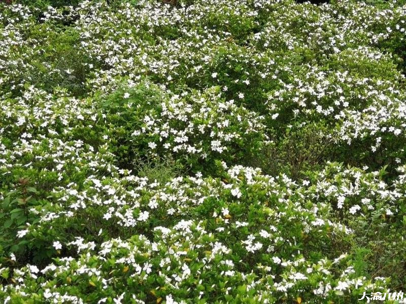 雷火电竞官方网站：开州新景点：金峰大兴村漫山遍野的桅子花！(图22)