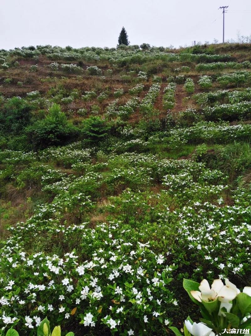 开州新景点：金峰大兴村漫山遍野的桅子花！‘im电竞’(图20)