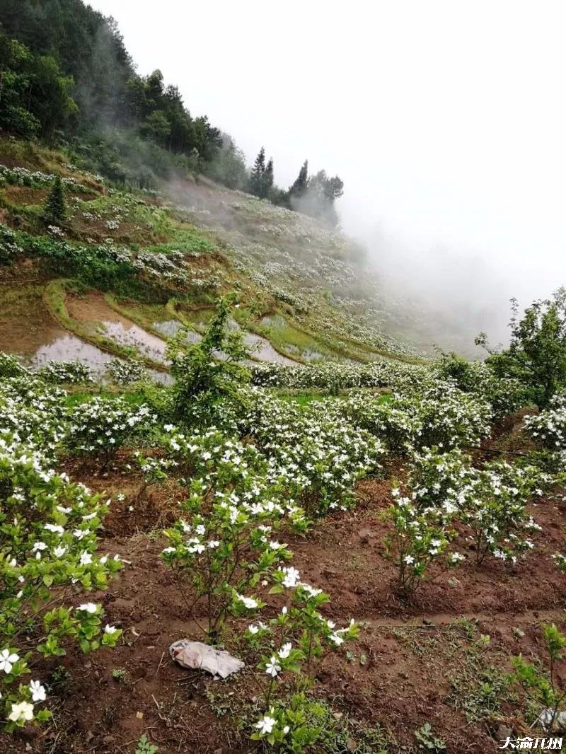 开州新景点：金峰大兴村漫山遍野的桅子花！‘im电竞’(图18)