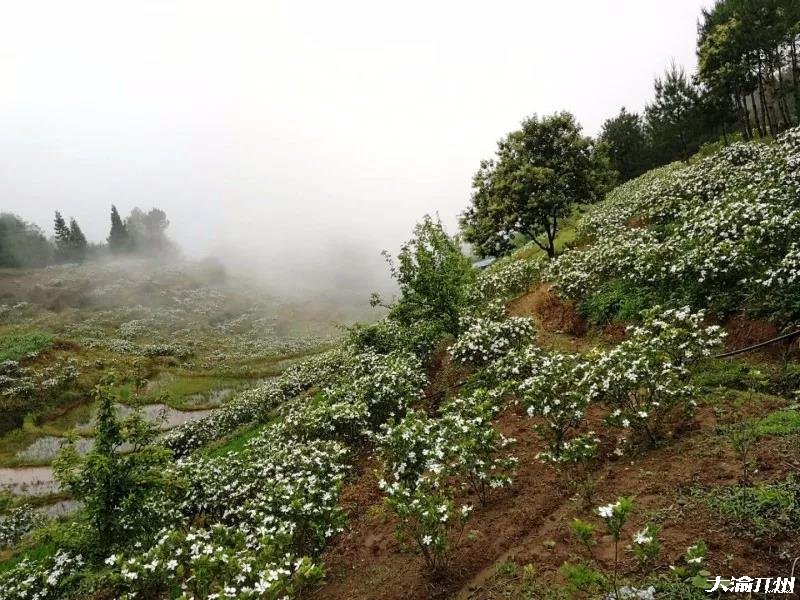 雷火电竞官方网站：开州新景点：金峰大兴村漫山遍野的桅子花！(图19)