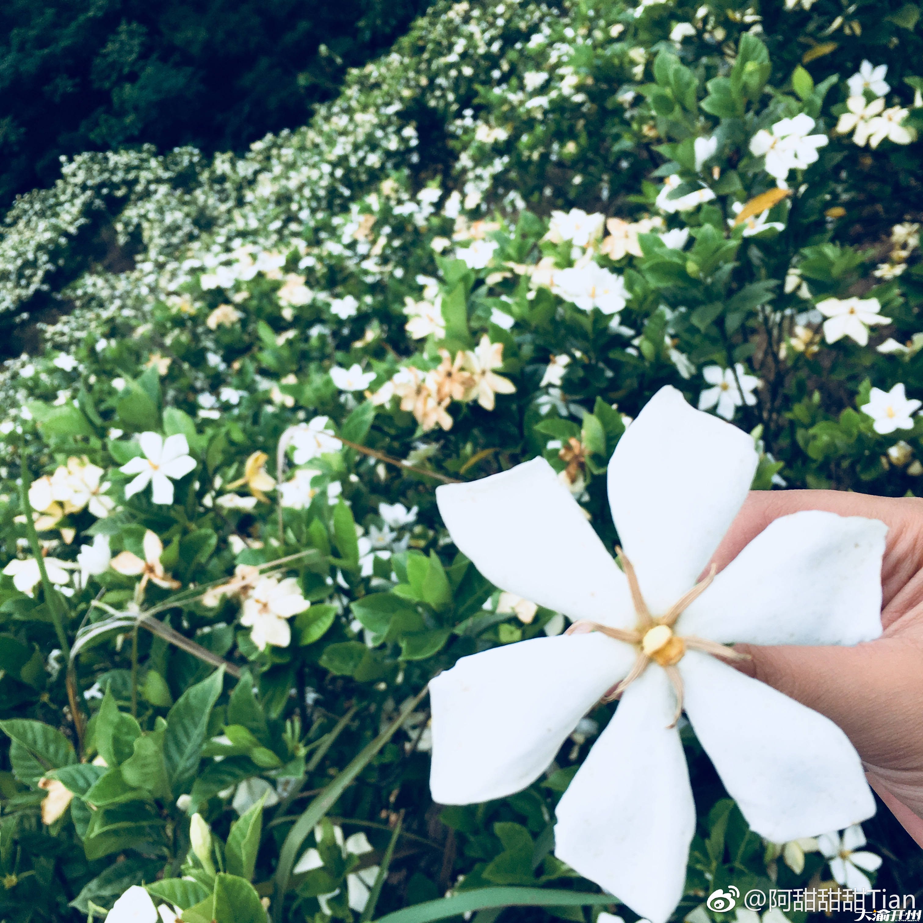 栀子花海！隔着屏幕都闻到了【雷火电竞首页】(图4)