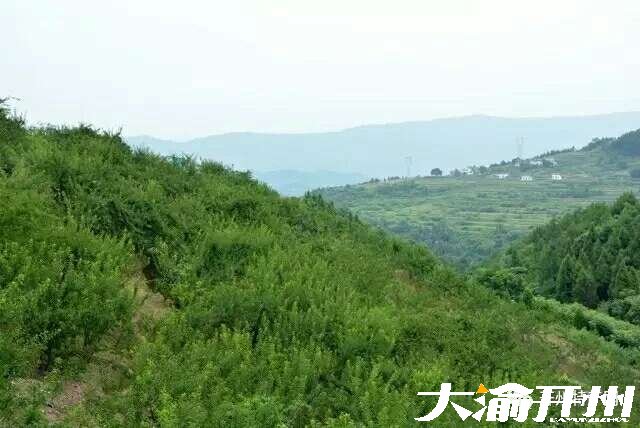 雷火电竞在线登录官网-土李子刷爆朋友圈，开州这些地方的土李子值得你去采摘，附采摘路线(图4)