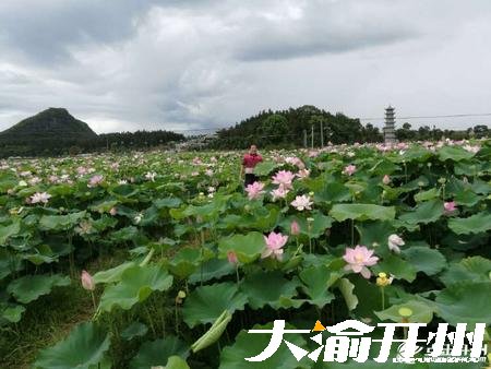 泛亚电竞官网-小荷才露尖尖角，早有蜻蜓立上头。(图3)