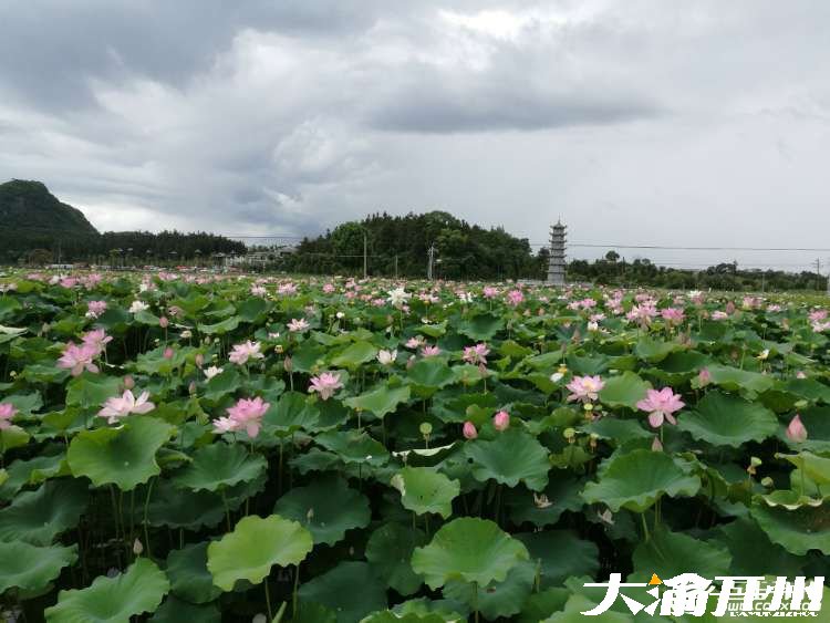 泛亚电竞官网-小荷才露尖尖角，早有蜻蜓立上头。(图5)